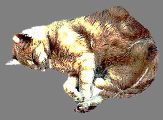 Tripod, the Three-Legged Cat Snoozes